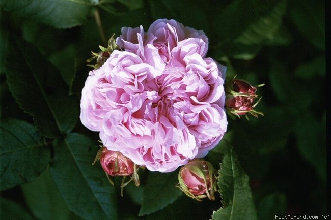 'Jacques Cartier' rose photo