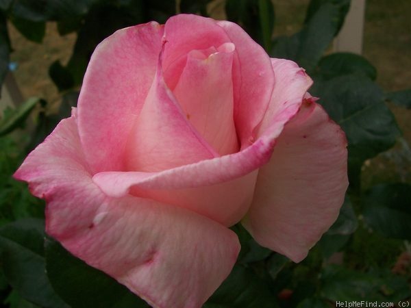 'Heaven ™' rose photo
