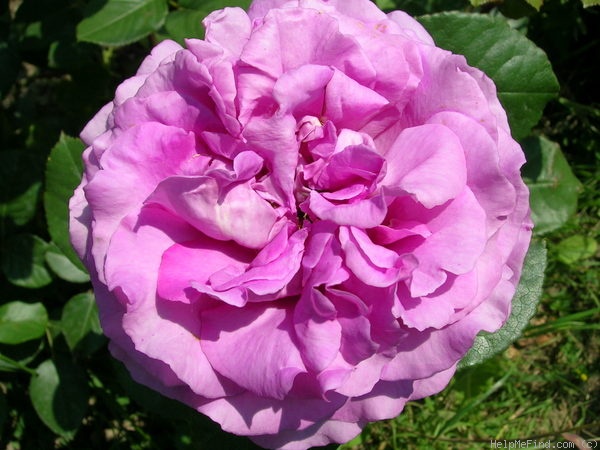 'Chartreuse de Parme' rose photo