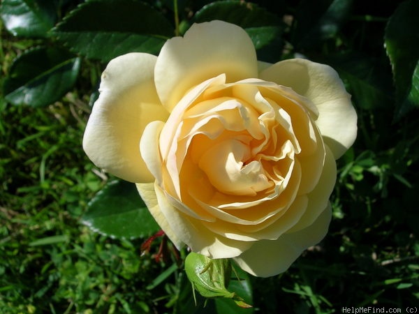 'Canicule ®' rose photo