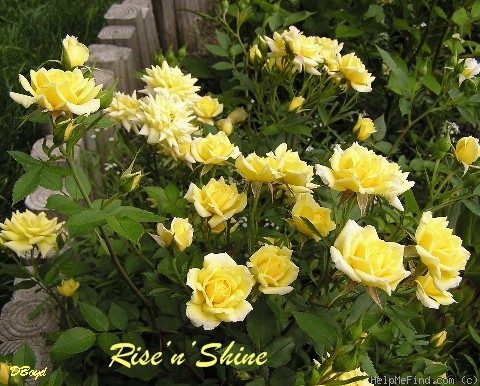 'Rise 'n' Shine' rose photo