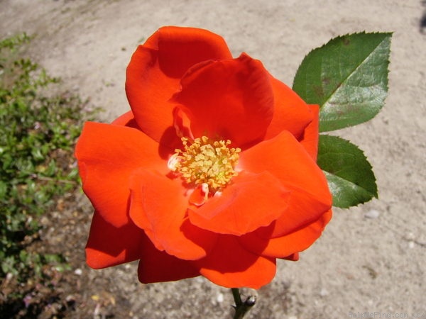 'Brillant (shrub, Kordes, 1983)' rose photo