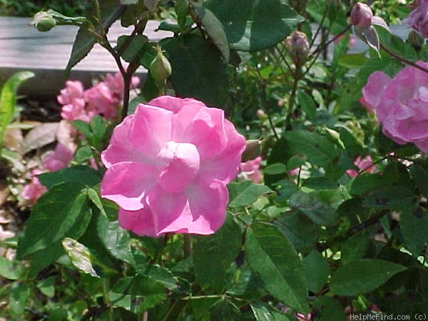 'Camellia Rose (Noisette, Laffay, 1830)' rose photo