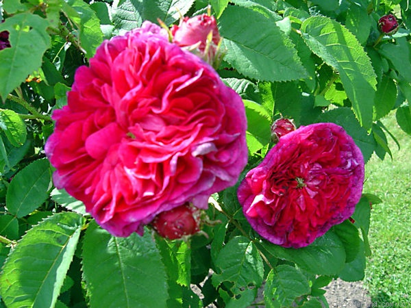 'Adèle (gallica, Descemet pre-1814)' rose photo