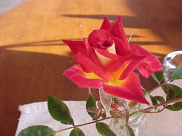 'Gypsy Sunblaze ™' rose photo