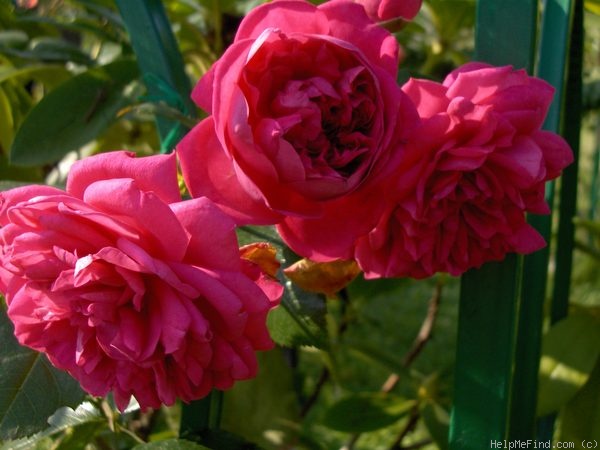 'Laguna ® (Large Flowered Climber, Kordes 1994)' rose photo
