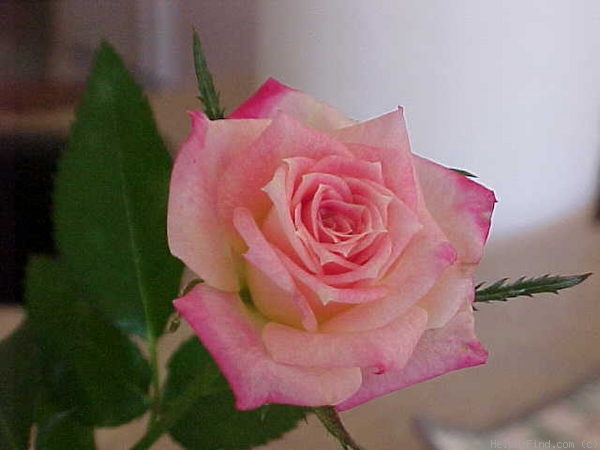 'Rosie ™' rose photo