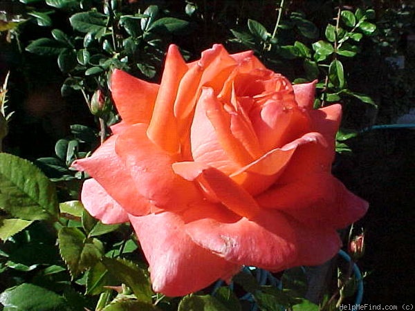 'Tropicana' rose photo