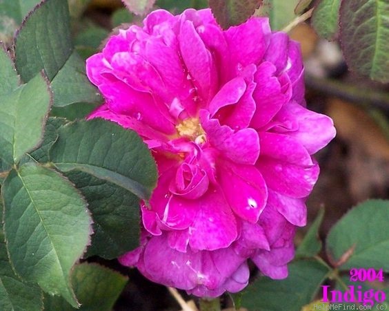 'Indigo (portland, Laffay, pre 1845)' rose photo