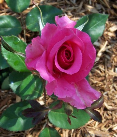 'Pink Majesty' rose photo