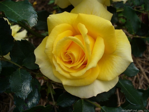 'Gold Bunny' rose photo