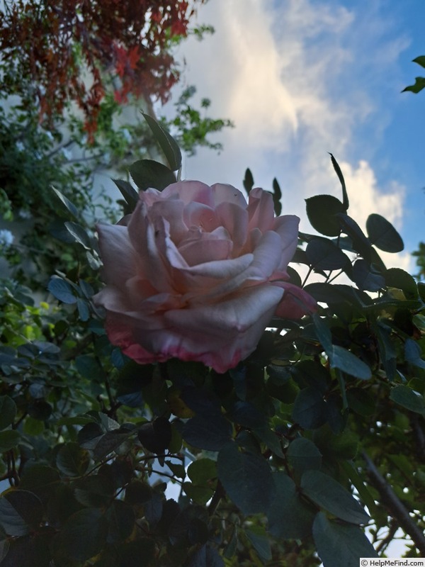 'Laetitia Casta ®' rose photo