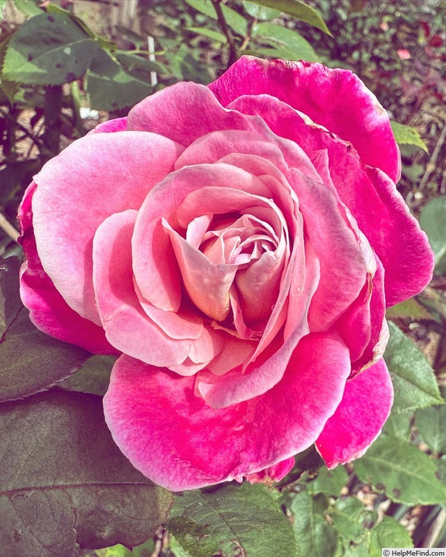 'Sunrise-Sunset (hybrid tea, Swim & Weeks, 1971)' rose photo