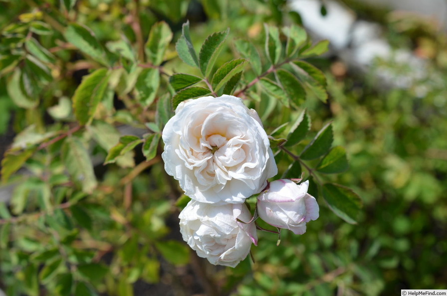 'Lac Majeau x Prairie Sweetheart' rose photo
