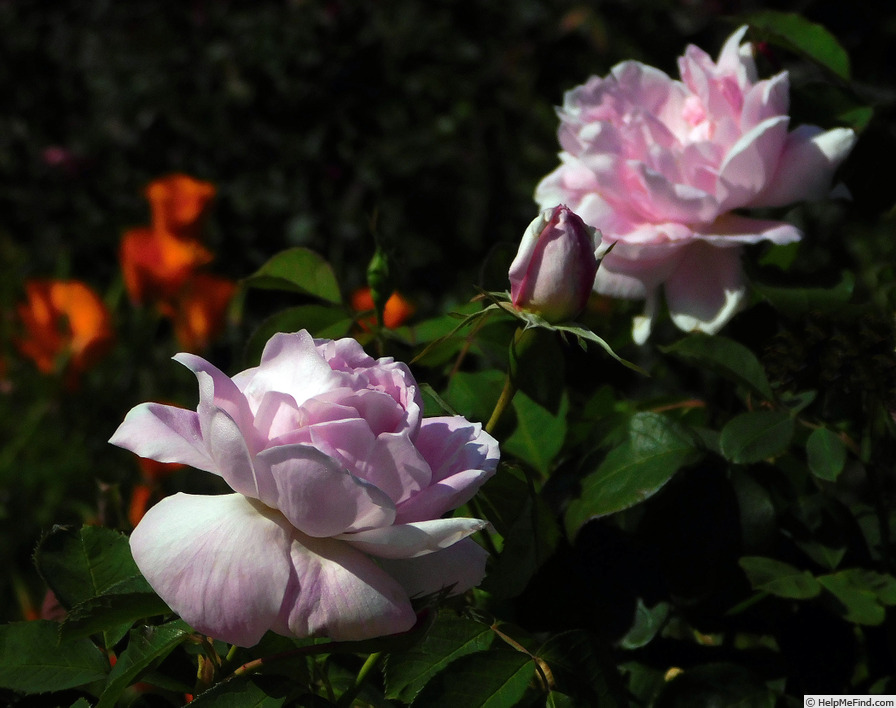 'Tina Marie' rose photo