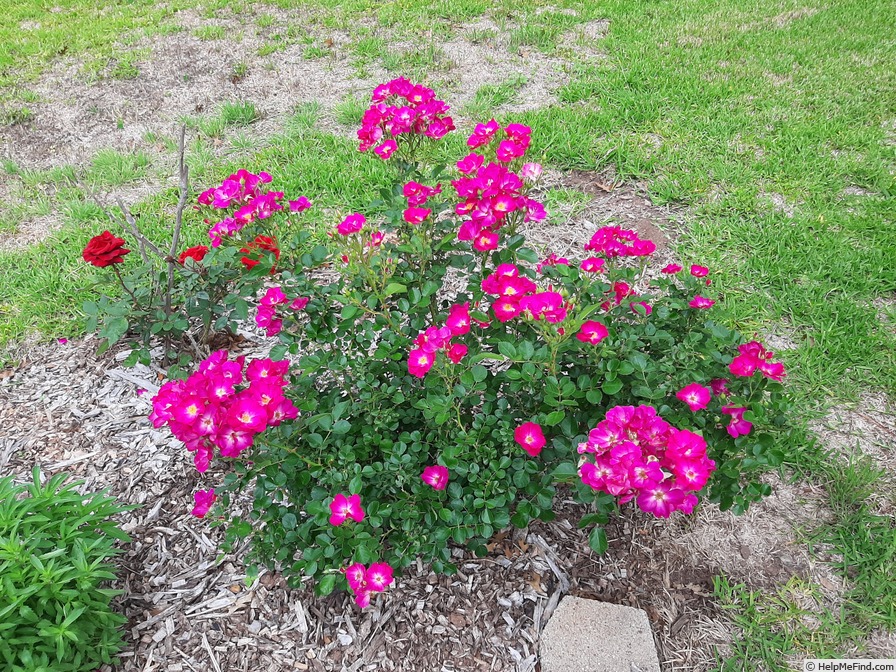 'Grape Jelly' rose photo