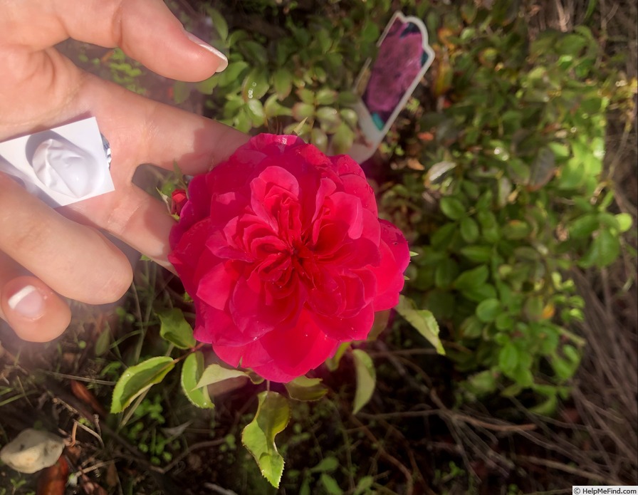 'Sangria (floribunda, Meilland, 2000)' rose photo