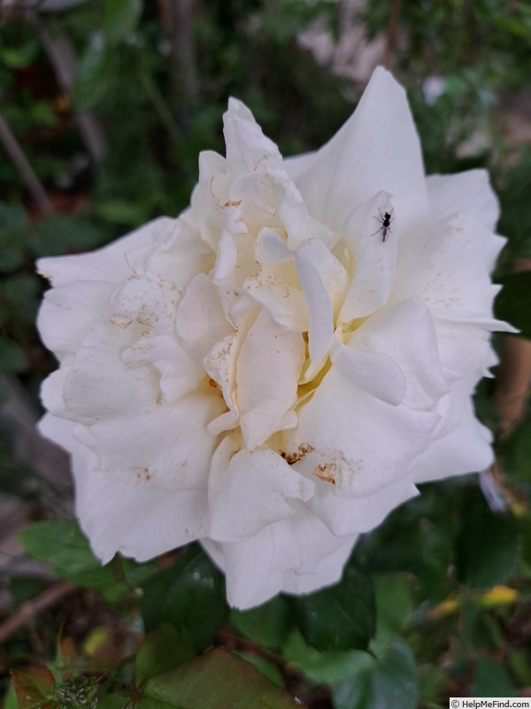 'Pape Jean Paul II ®' rose, click to enlarge 'Pape Jean Paul II ®' rose photo