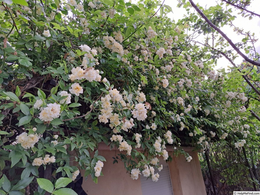 'R. banksiae alba plena' rose photo