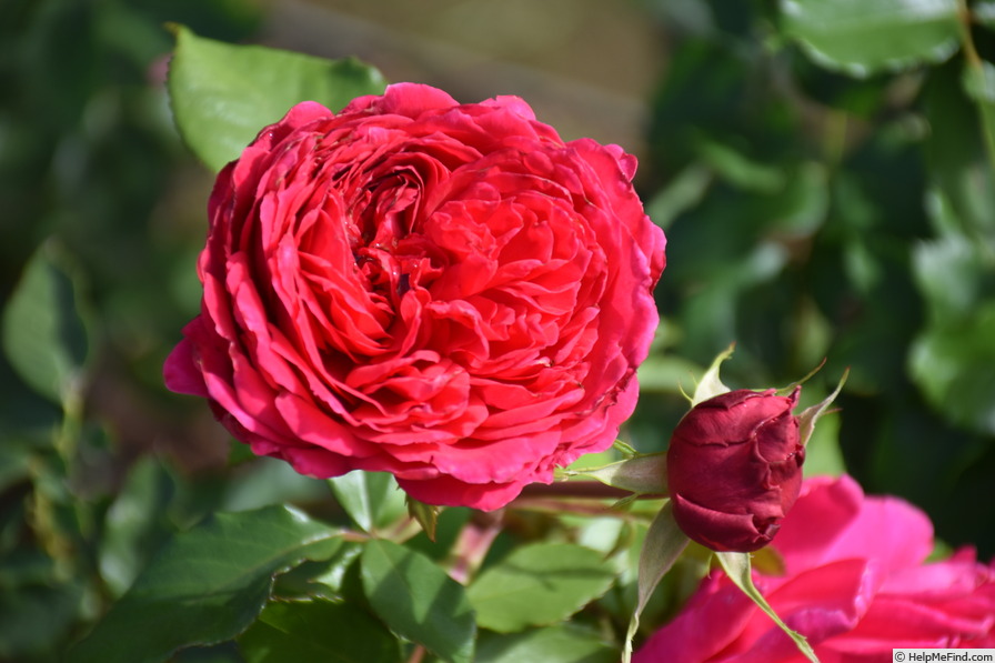 '4076' rose photo
