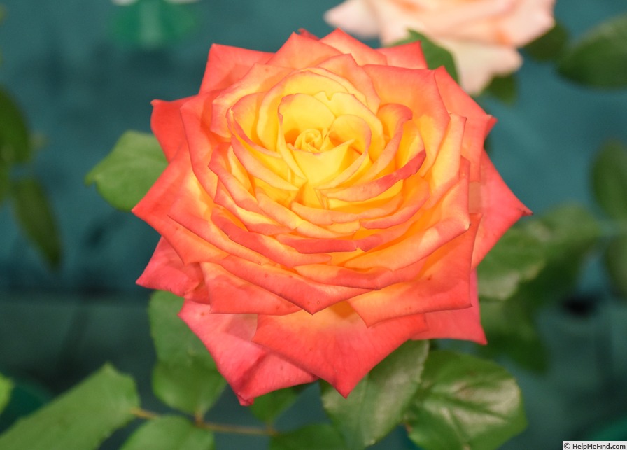 'Magma Freelander' rose photo