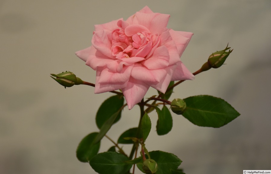 'Aussie Magic' rose photo
