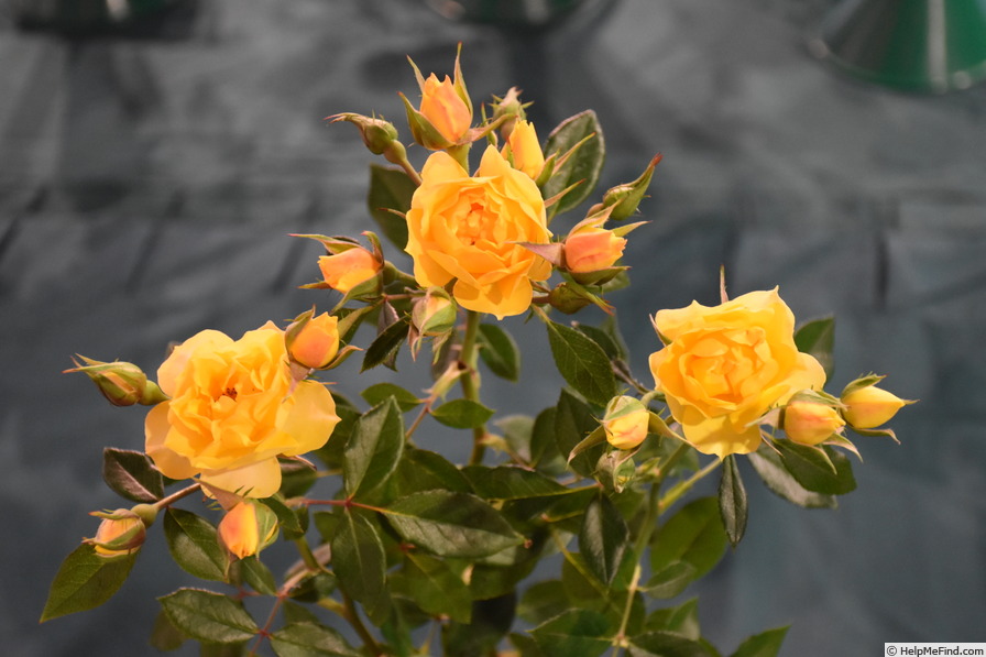 'Golden Gardens' rose photo