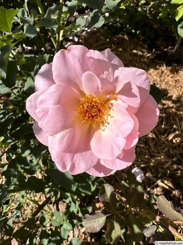 'Magnolia Memories' rose photo