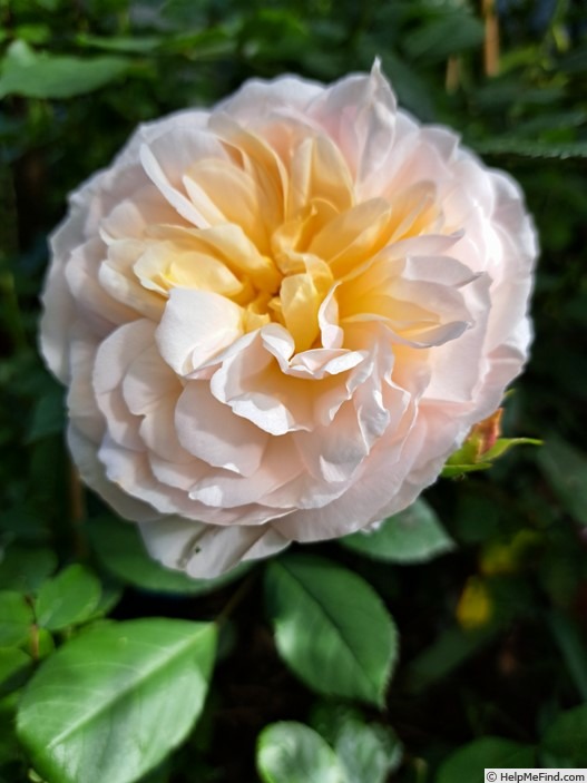 'Gruss an Aachen (Hybrid Tea, Hinner 1909)' rose photo