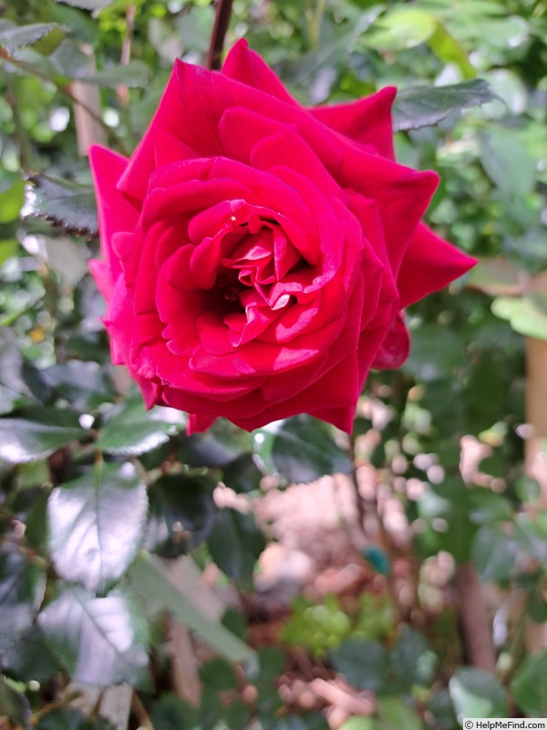 'Grimpant Le Grand Huit®' rose photo