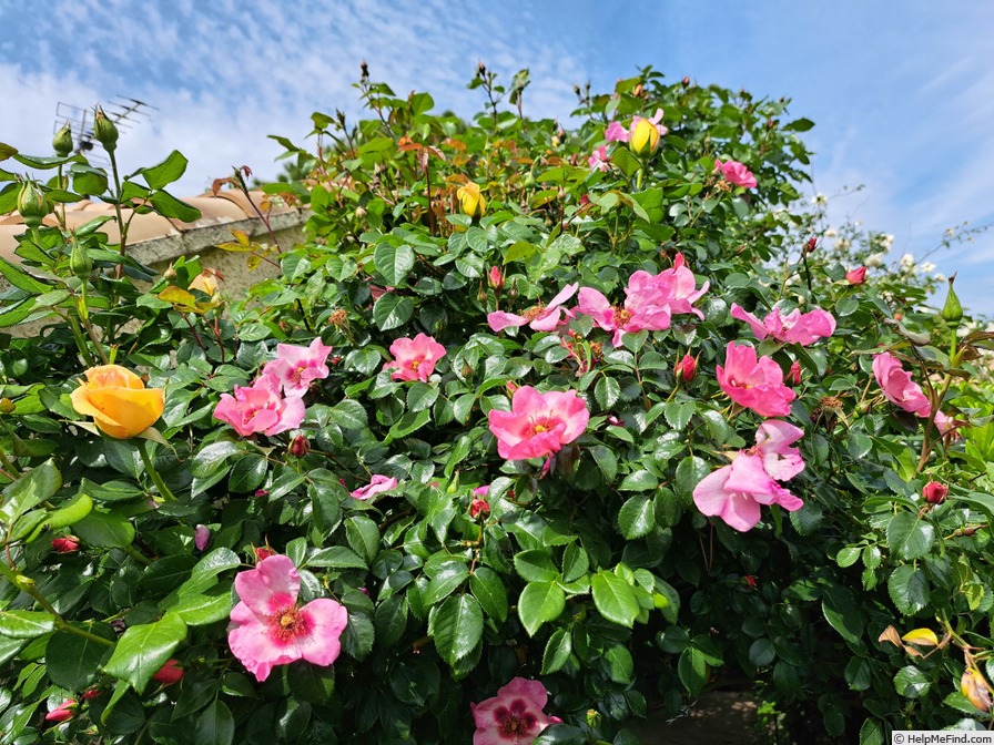 'Peace and Love ® (hybrid hulthemia, Warner, 2006)' rose photo