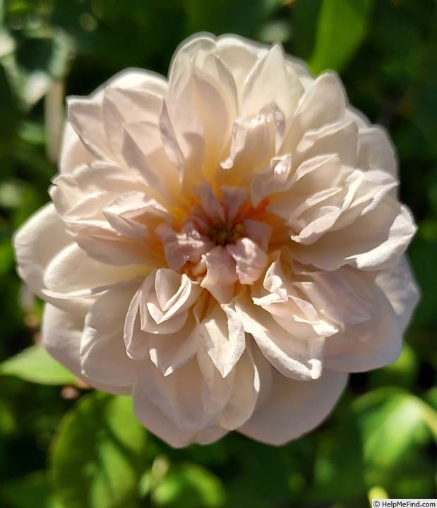 'RENXFAWOLGHER' rose photo
