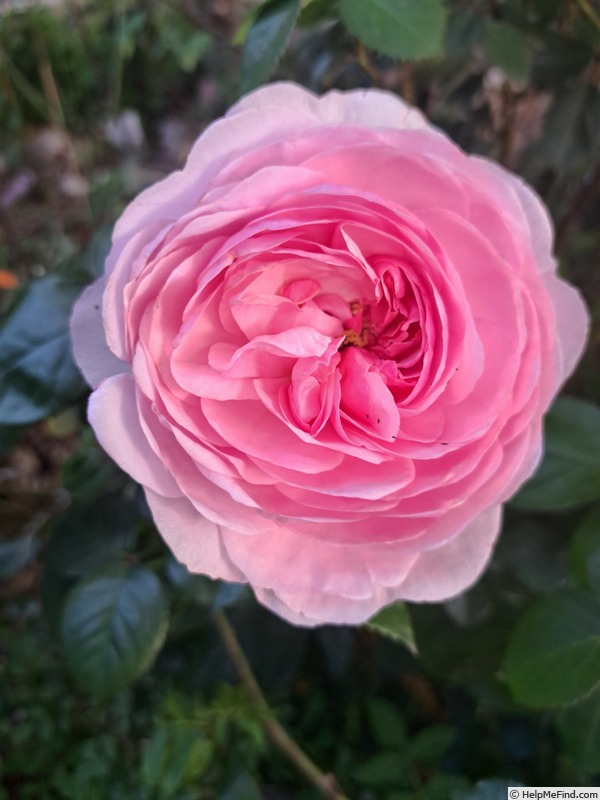 'Olivia Rose Austin ®' rose photo