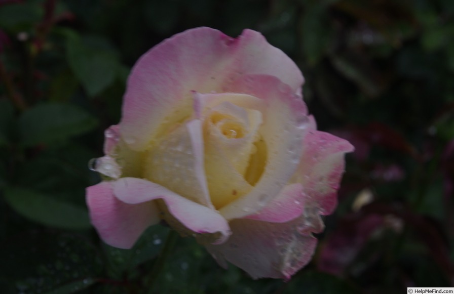 'Garden Party (hybrid tea, Swim, 1959)' rose photo