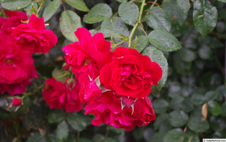 'Tradition 95 ®' rose photo