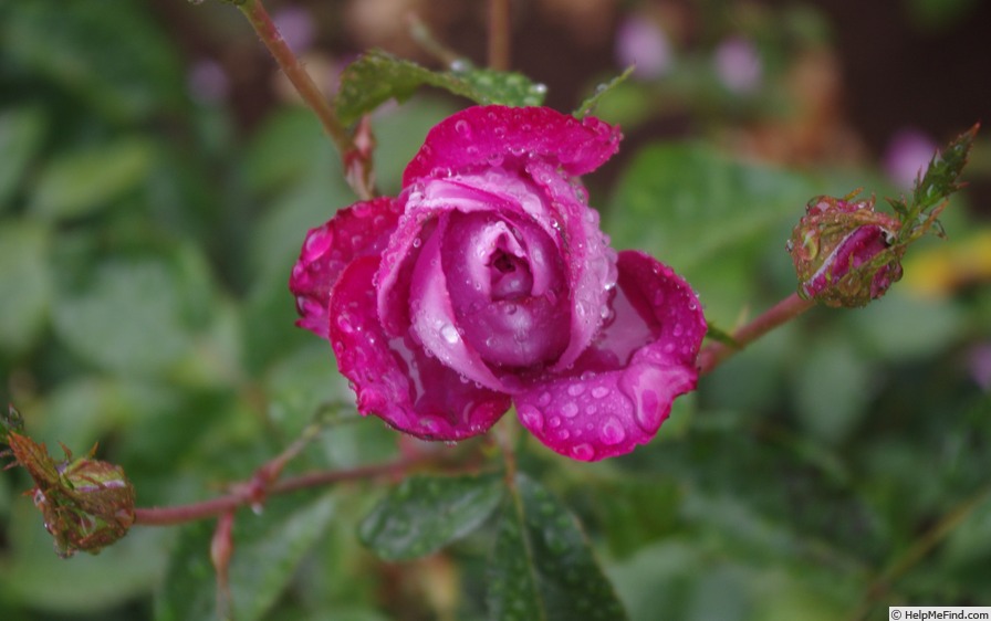 'Blue River ® (hybrid tea, Kordes, 1984)' rose photo