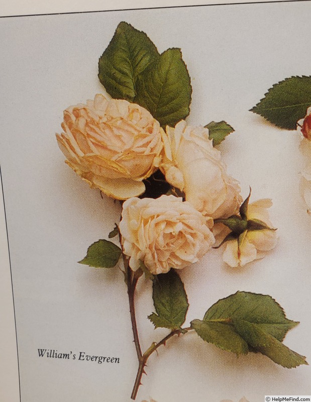 'William's Evergreen' rose photo