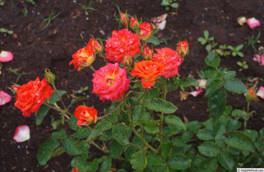 'Esther Ofarim' rose photo