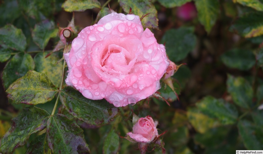 'Seventeen' rose photo