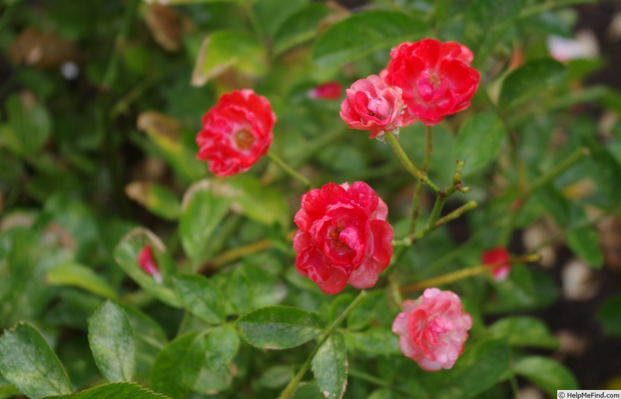 'Fireglow' rose photo