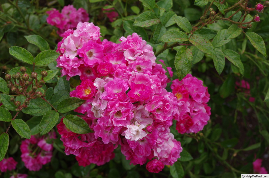 'Orléans Rose' rose photo