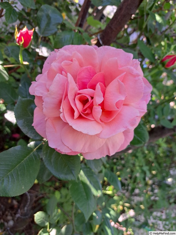 'Florence Arthaud' rose photo