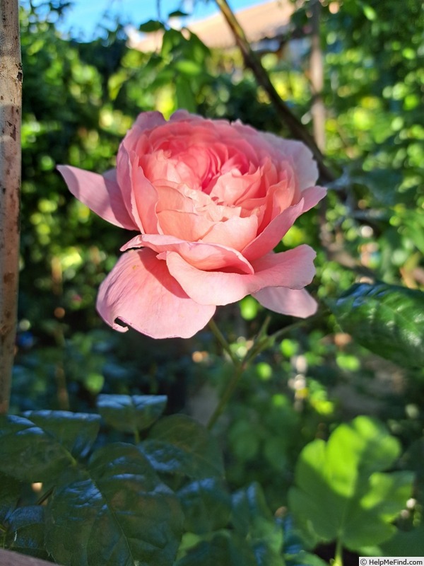 'Strawberry Hill' rose photo