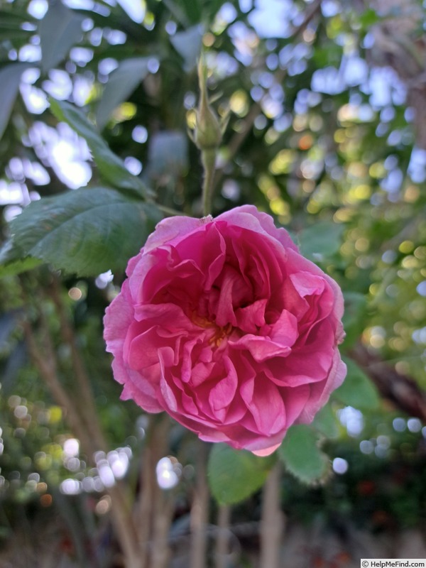 'Kazanlik' rose photo