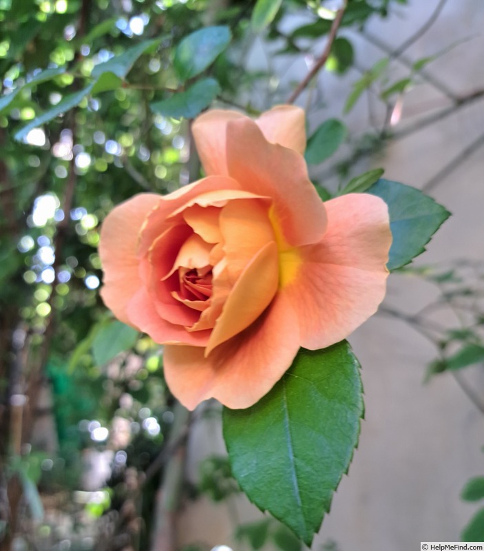 'Pat Austin ™' rose photo