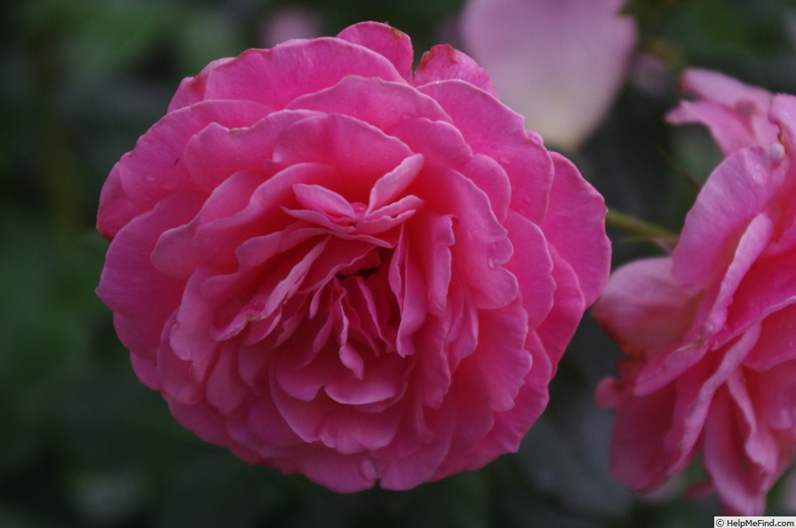 'Tickled Pink (floribunda, Fryer 2006)' rose photo