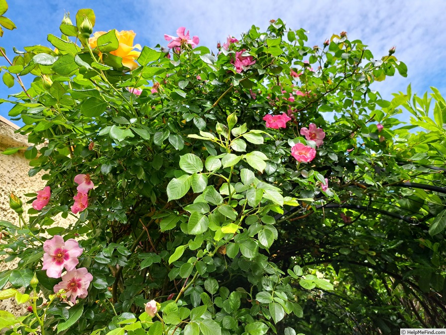 'Peace and Love ® (hybrid hulthemia, Warner, 2006)' rose photo
