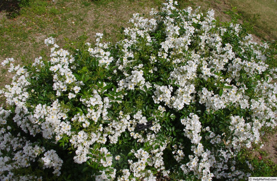 'Snowcone ™' rose photo