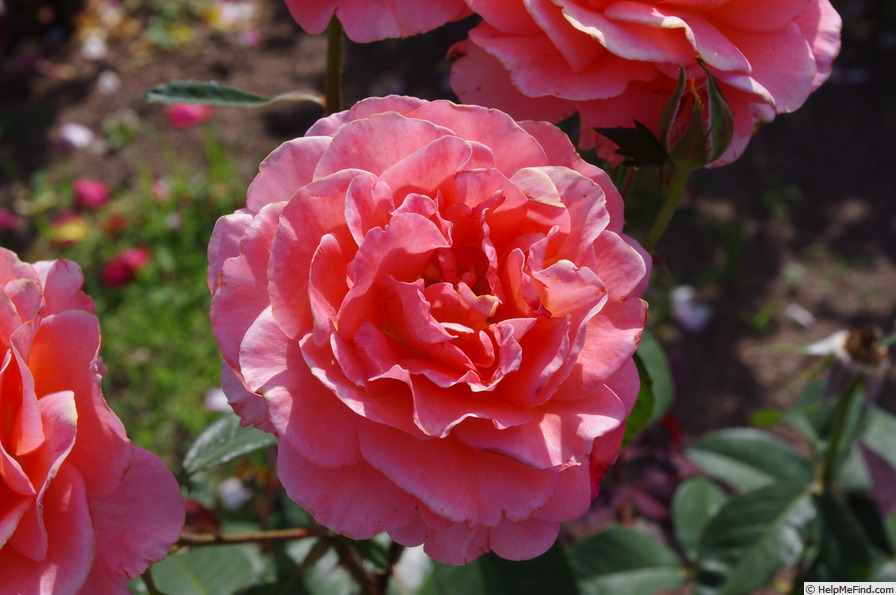 'Tea Time (hybrid tea, Evers/Tantau, 1994)' rose photo