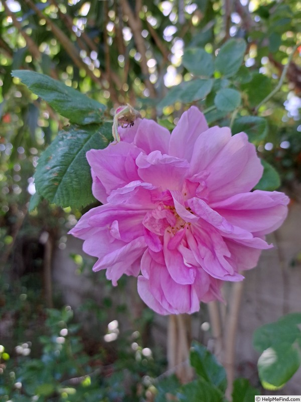 'Kazanlik' rose photo
